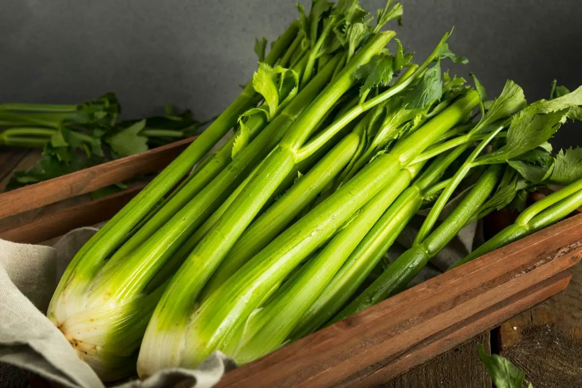Can You have Celery On a Keto Diet
