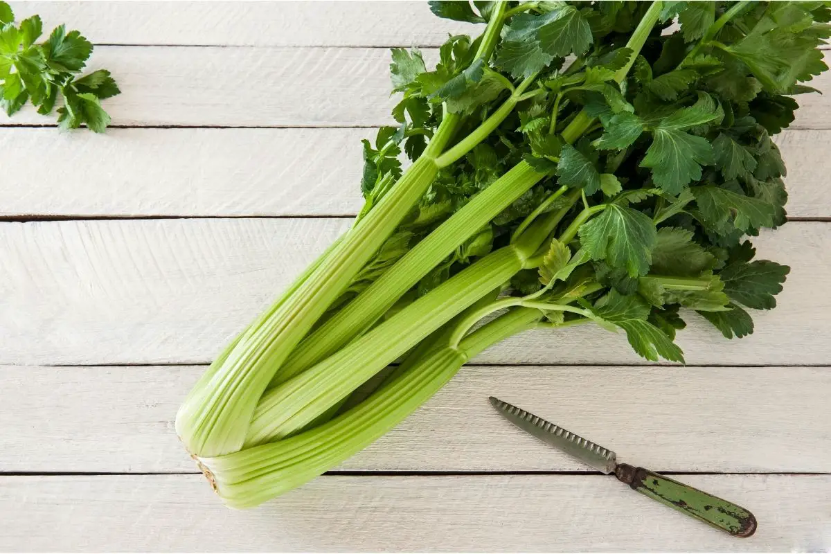 Can You have Celery On a Keto Diet? Butter And Salt Gatherings