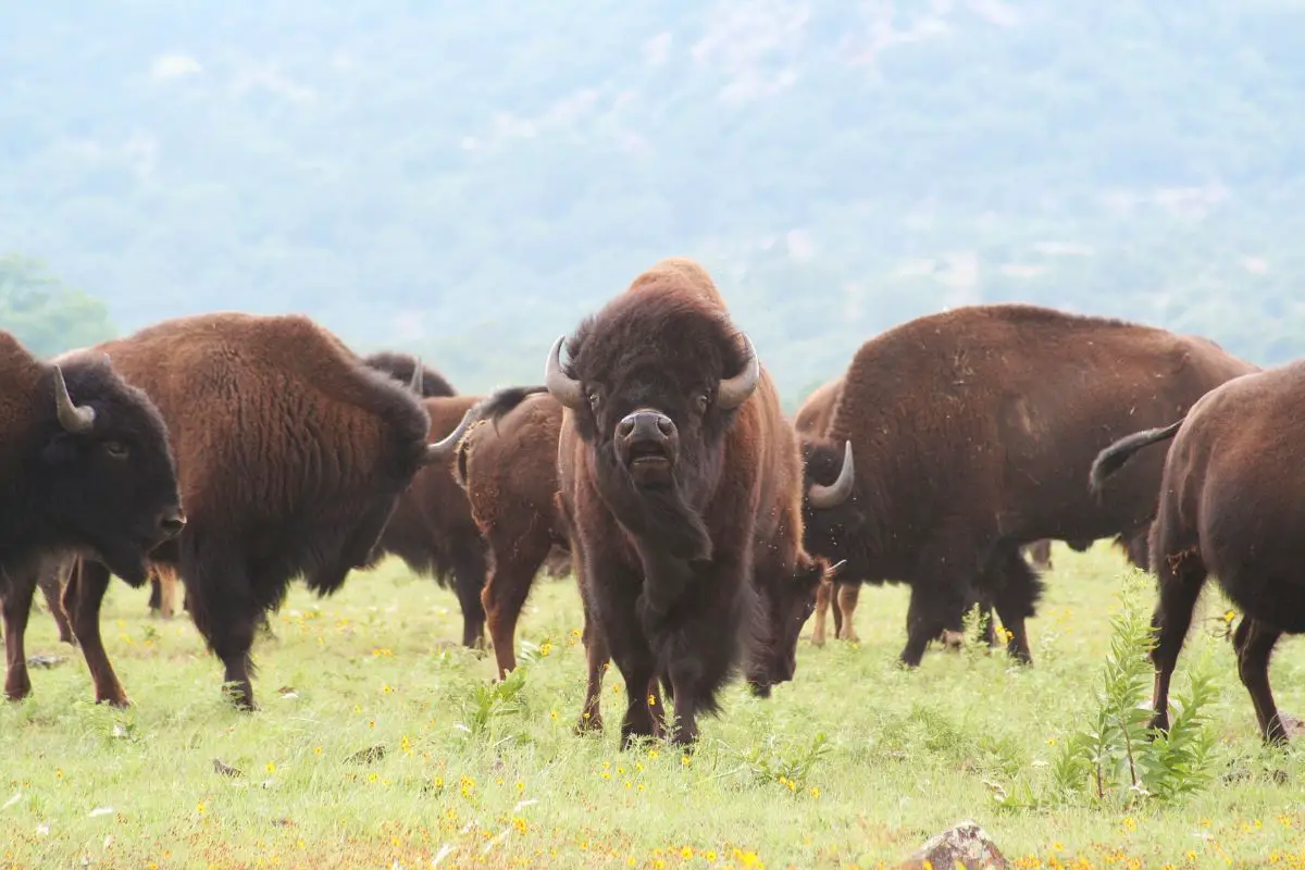 Everything You Need To Know About Bison Meat (1)