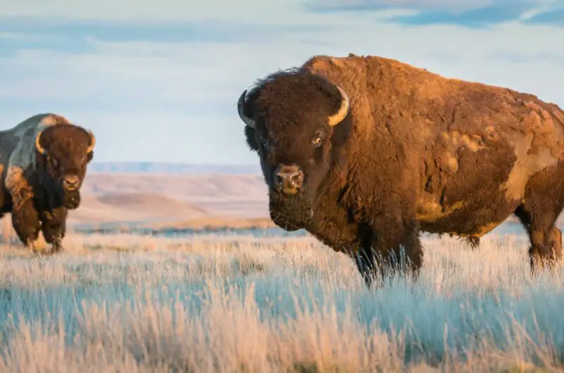 Everything You Need To Know About Bison Meat