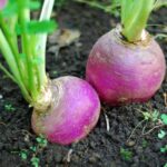 What Does A Turnip Taste Like? Do Turnips Taste Good?