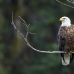 What Does Bald Eagle Taste Like?