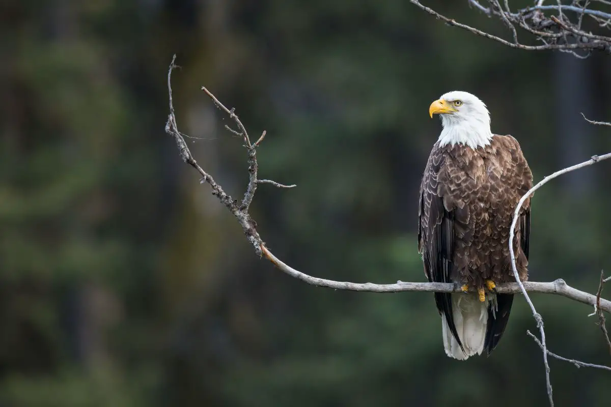 What Does Bald Eagle Taste Like?