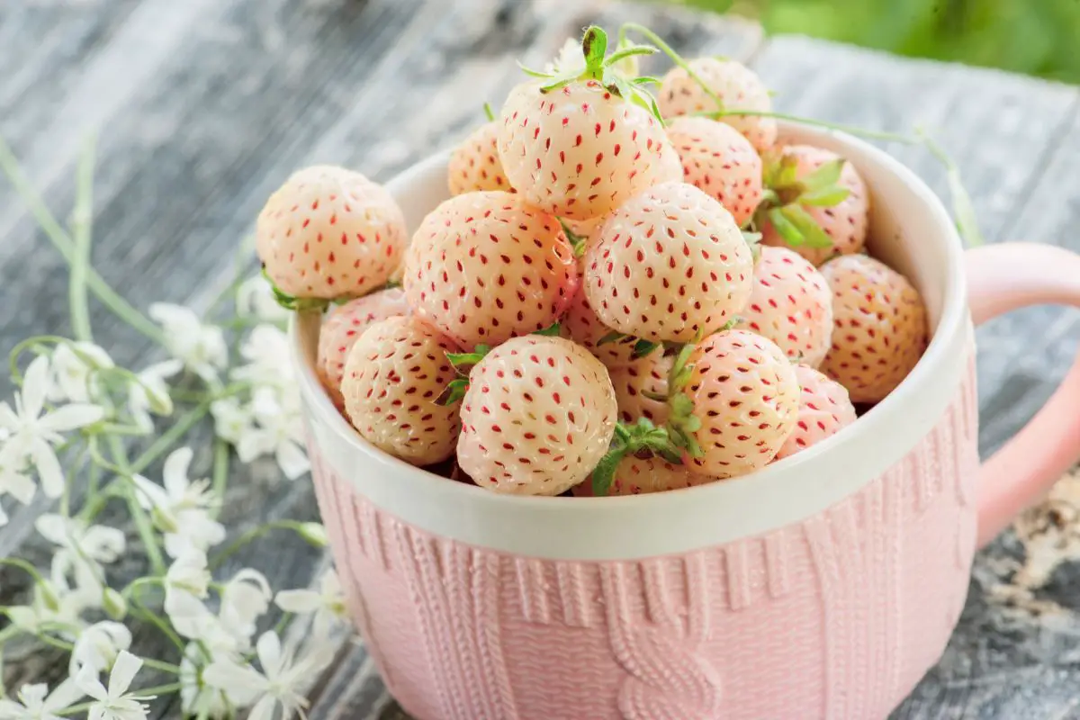 Do-Pineberries-Taste-Nice-A-Guide-To-Pineberries (1)