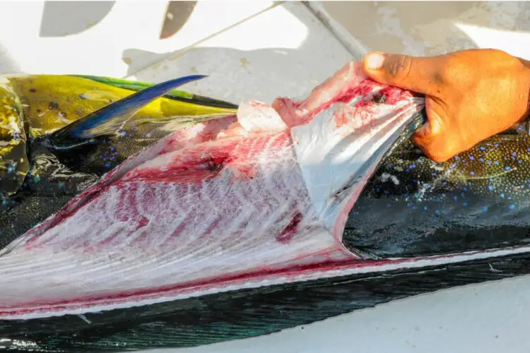 Mahi-Mahi: What Does It Taste Like? How To Prepare It - Butter And Salt