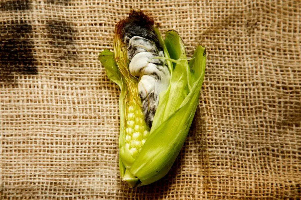 Huitlacoche What Does It Taste Like, And Does It Taste Good