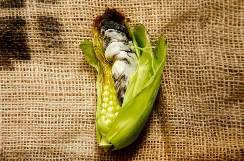 Huitlacoche: What Does It Taste Like, And Does It Taste Good?