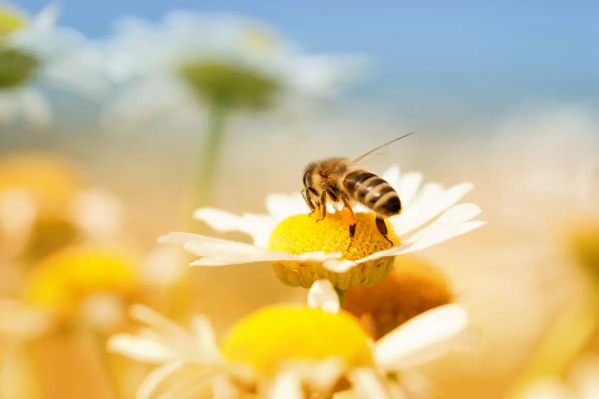 Is It Safe To Eat Bees?
