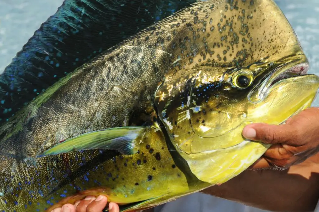 MahiMahi What Does It Taste Like? How To Prepare It Butter And Salt