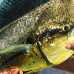 Mahi-Mahi What Does It Taste Like How To Prepare It