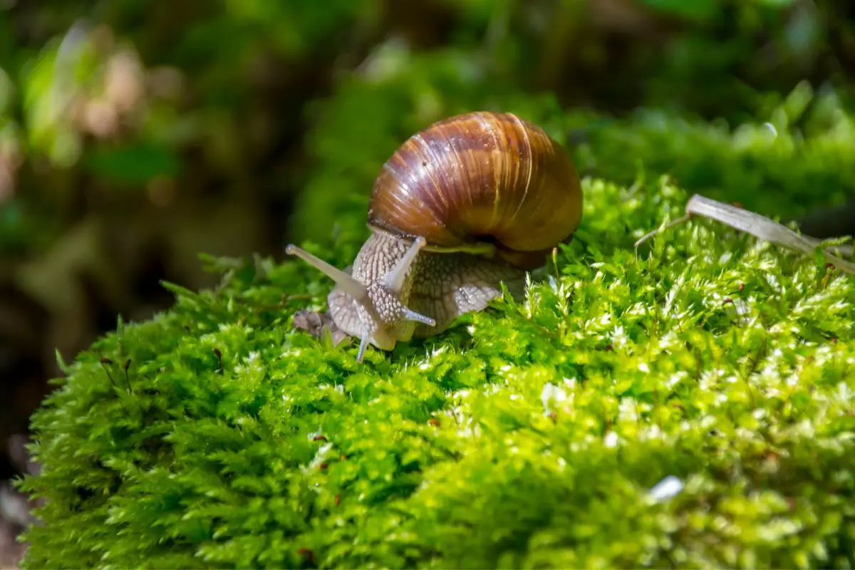What Does A Snail Taste Of? A Guide To Snail Foods