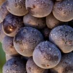 What Does Corvina Taste Likee