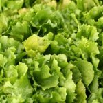 What Does Escarole Taste Like