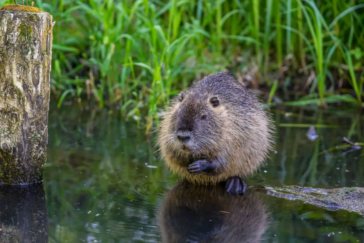 What Does Nutria Taste Like Does It Taste Good