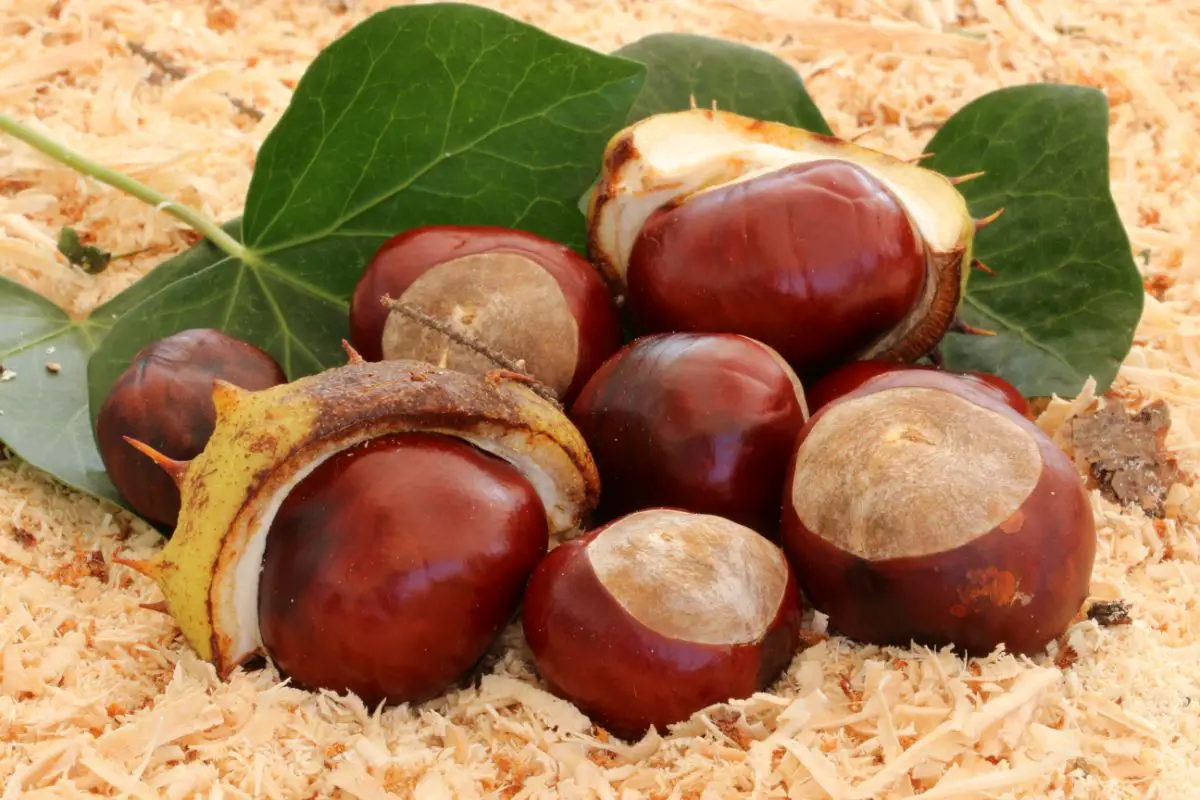 Chestnut Substitutes