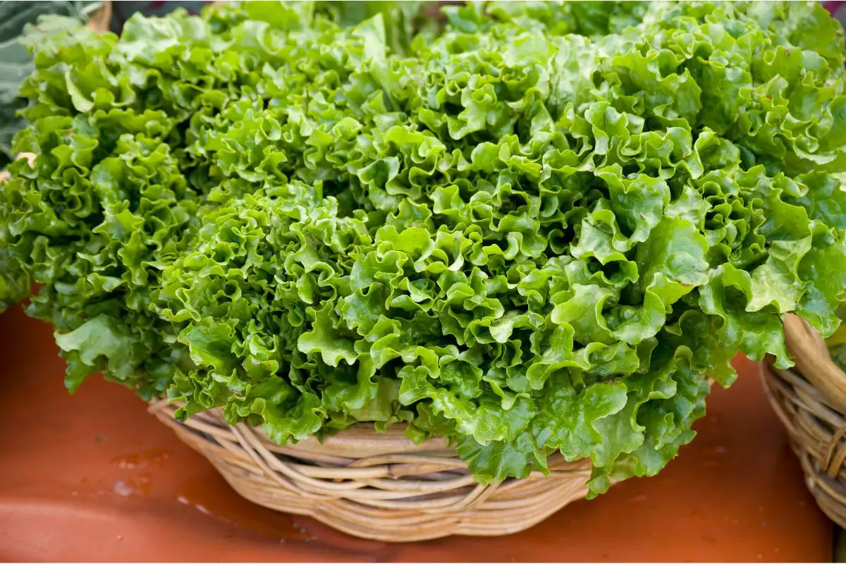 6 Fantastic Substitutes For Bibb Lettuce