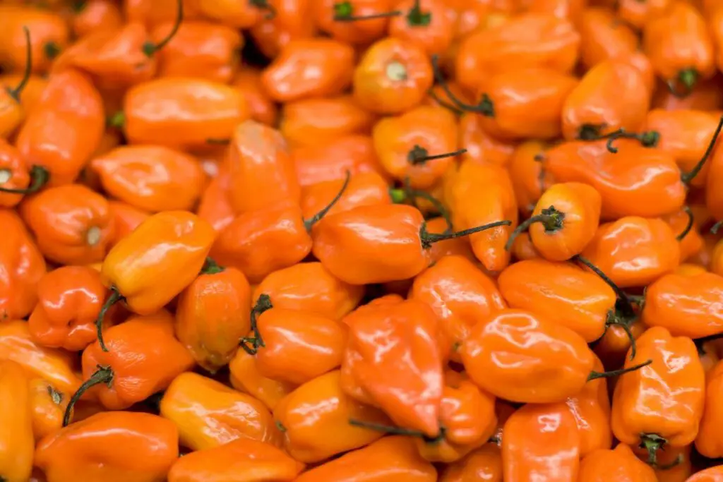 6 Great Habanero Pepper Substitutes – Get Cooking Right Now!