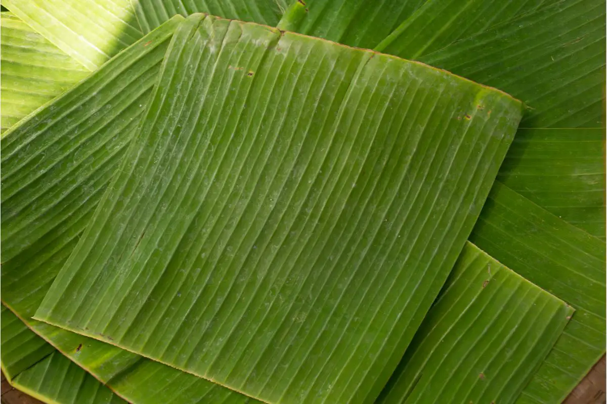 6 Incredible Banana Leaf Substitutes