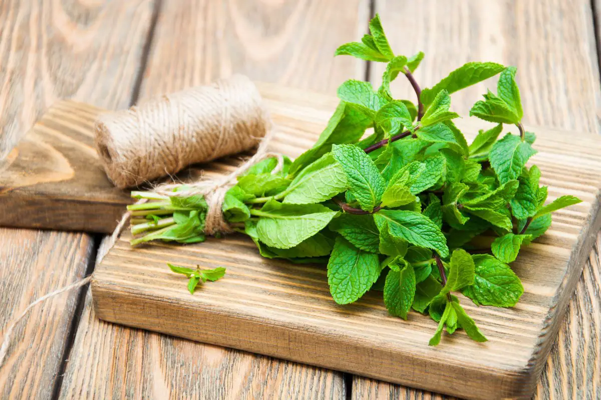 6 Mint Substitutes You Need To Know Butter And Salt Gatherings