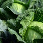 8 Delicious Cabbage Substitutes You Need To Try