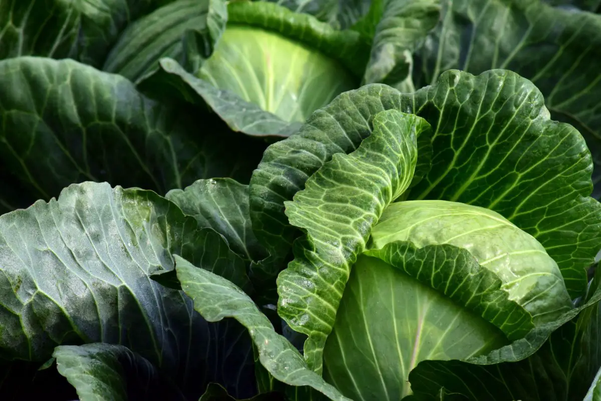 8 Delicious Cabbage Substitutes You Need To Try