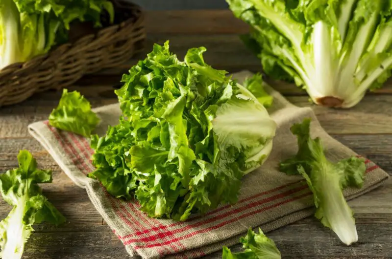 A Complete Guide On 6 Of The Very Best Escarole Lettuce Substitutes