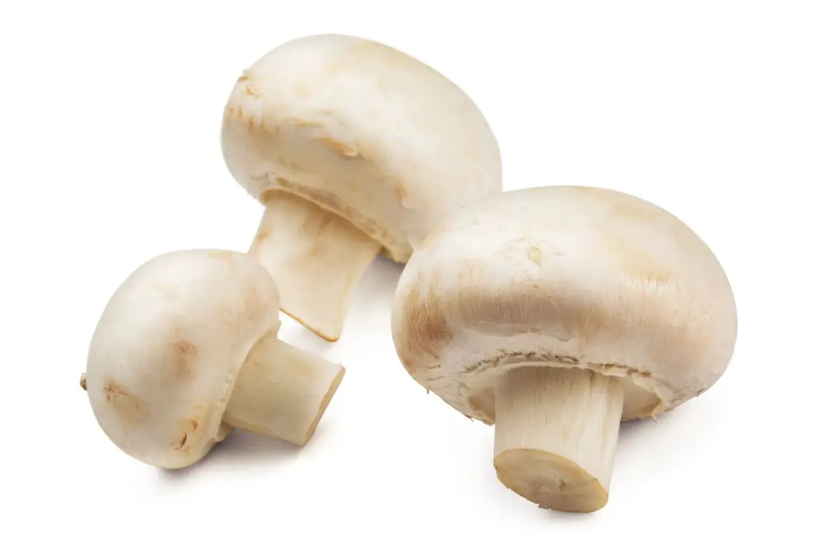 Exploring Porcini Mushroom Substitutes: 5 Excellent Alternatives for Your Recipes