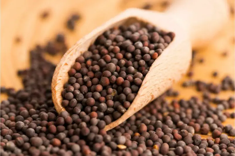 Looking For The Best Mustard Seeds Substitutes? Try These 5 Options