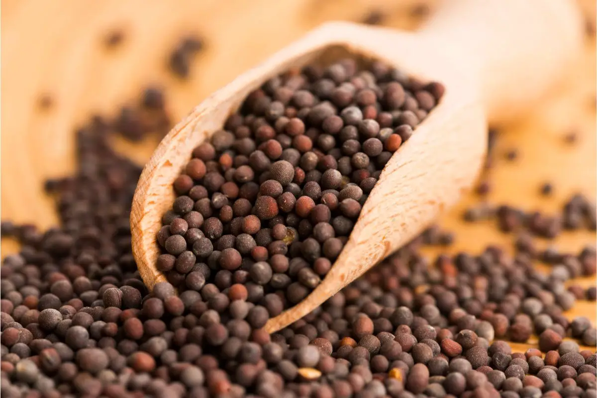 Looking For The Best Mustard Seeds Substitutes Try These 5 Options