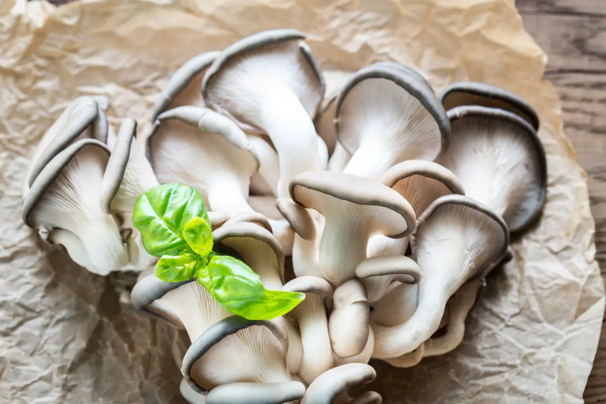 Exploring Porcini Mushroom Substitutes: 5 Excellent Alternatives for Your Recipes