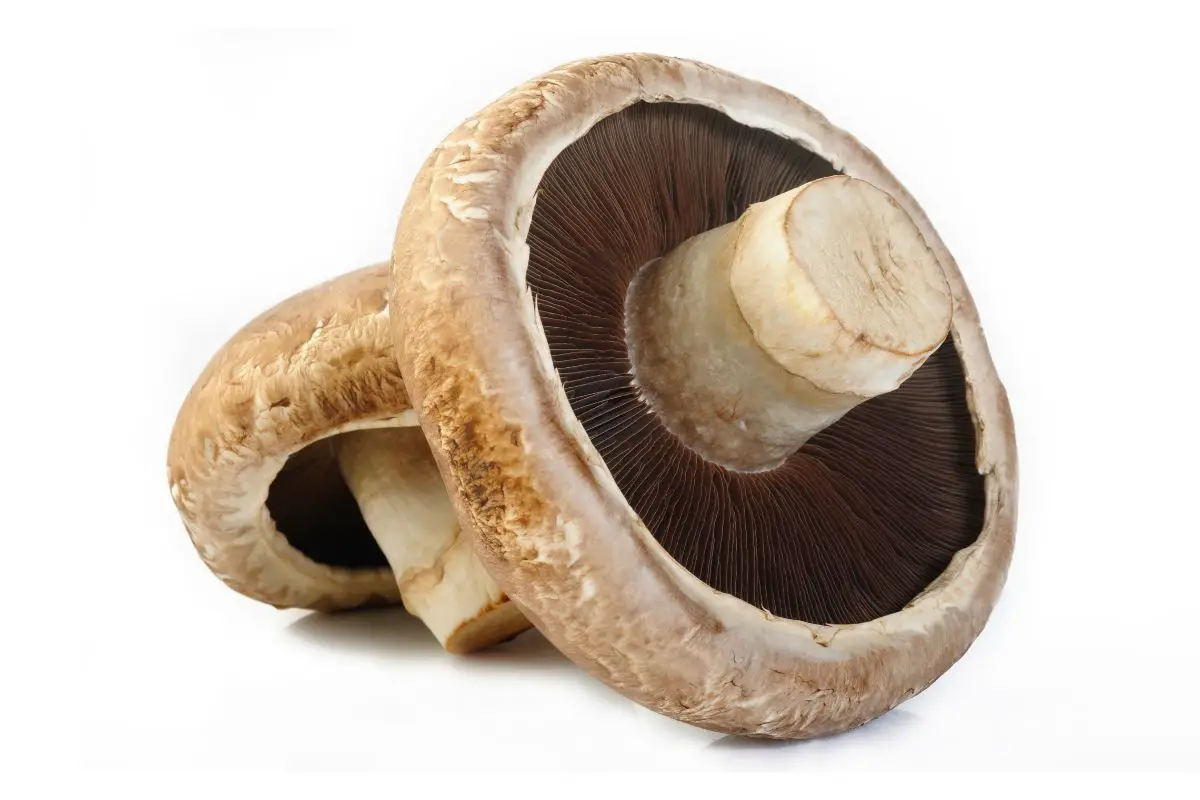 Exploring Porcini Mushroom Substitutes: 5 Excellent Alternatives for Your Recipes