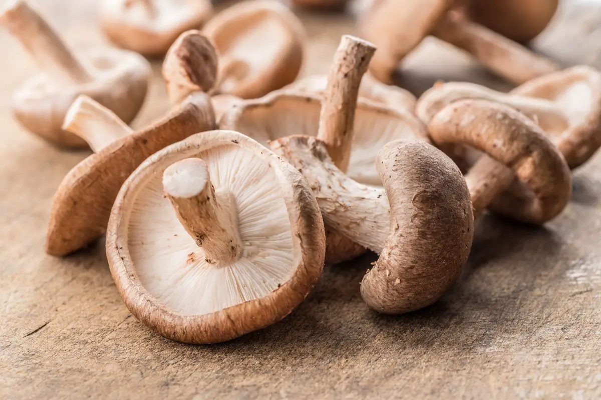 Exploring Porcini Mushroom Substitutes: 5 Excellent Alternatives for Your Recipes