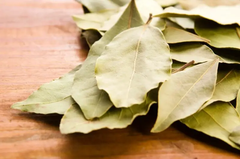 Substitutes For Bay Leaf: What Does A Bay Leaf Taste Of?