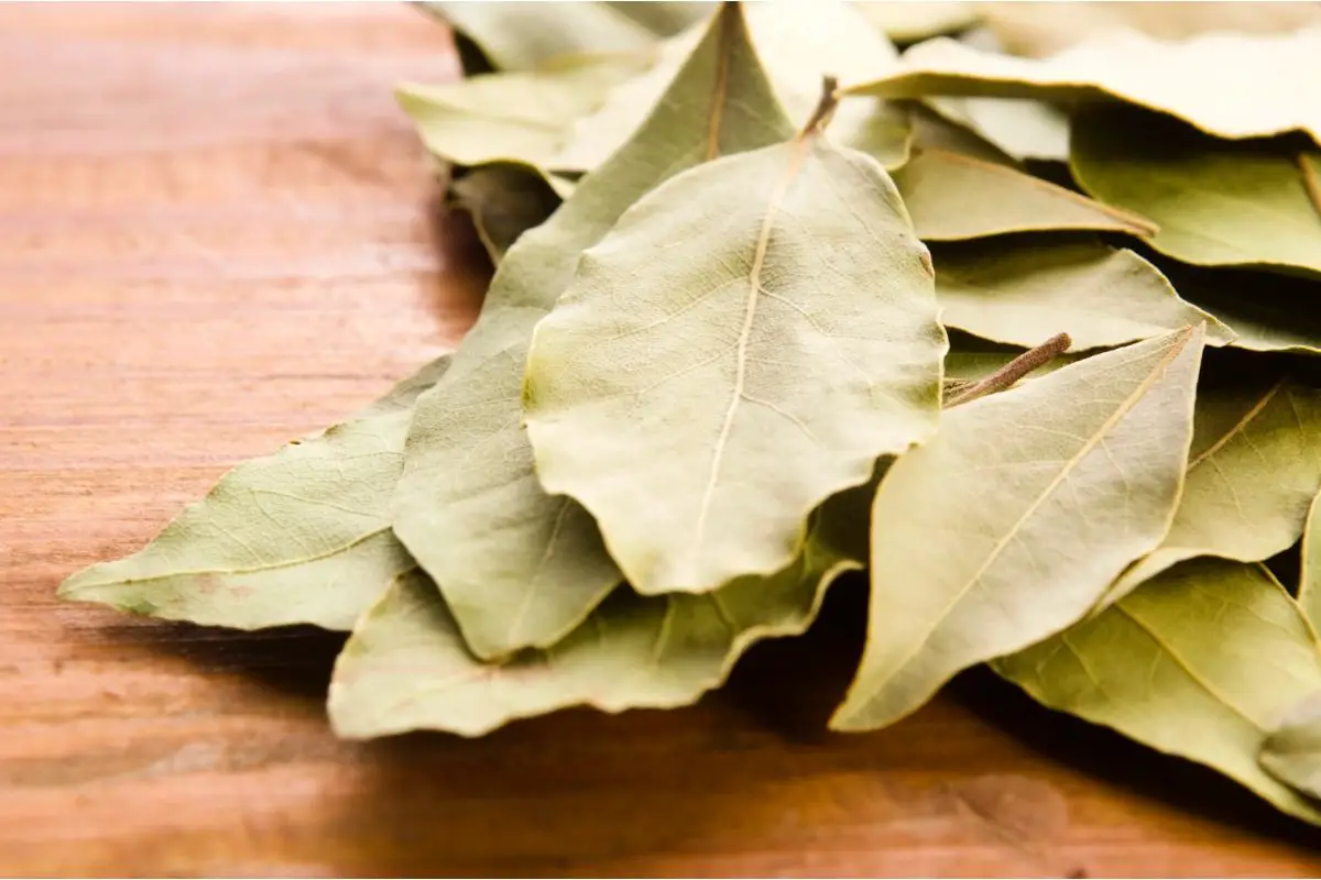 Substitutes For Bay Leaf What Does A Bay Leaf Taste Of