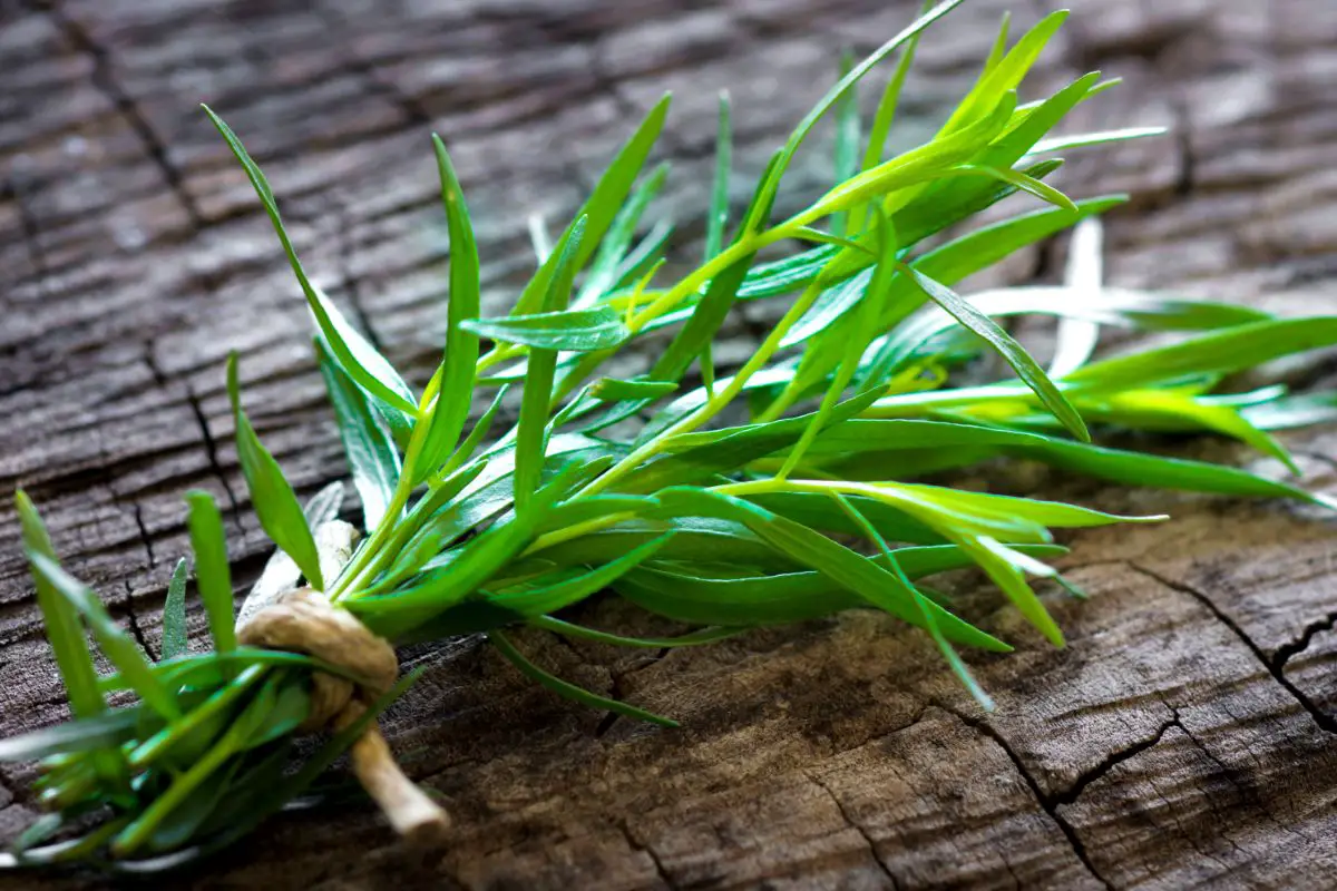 Tarragon