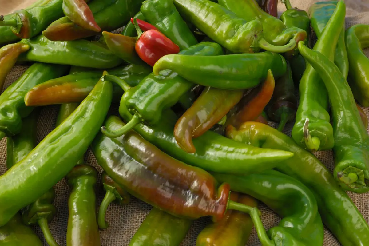 Tasty Anaheim Peppers Substitutes