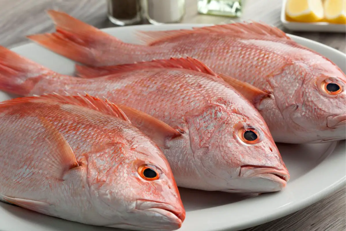 The 4 Tastiest Substitutes For Red Snapper