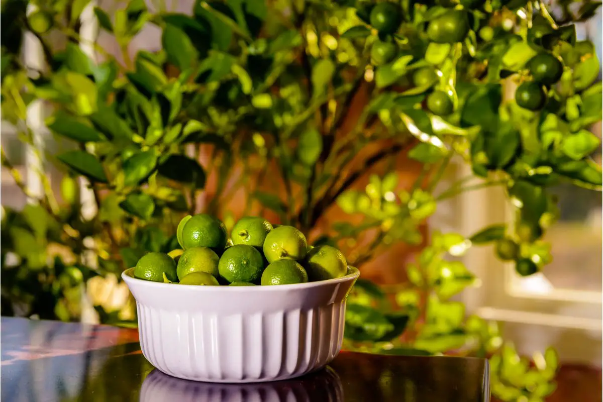 The 6 Best Substitutes For Calamansi