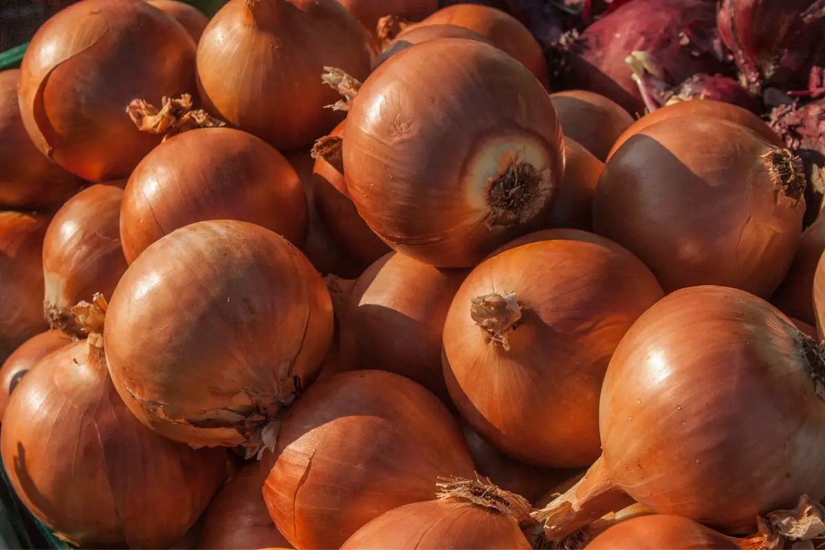 Vidalia Onions Substitutes The Top 6 Options (1)