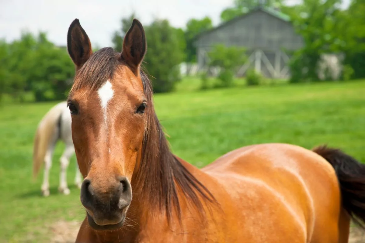 Horse Milk: What Does It Taste Like And Does It Taste Good?