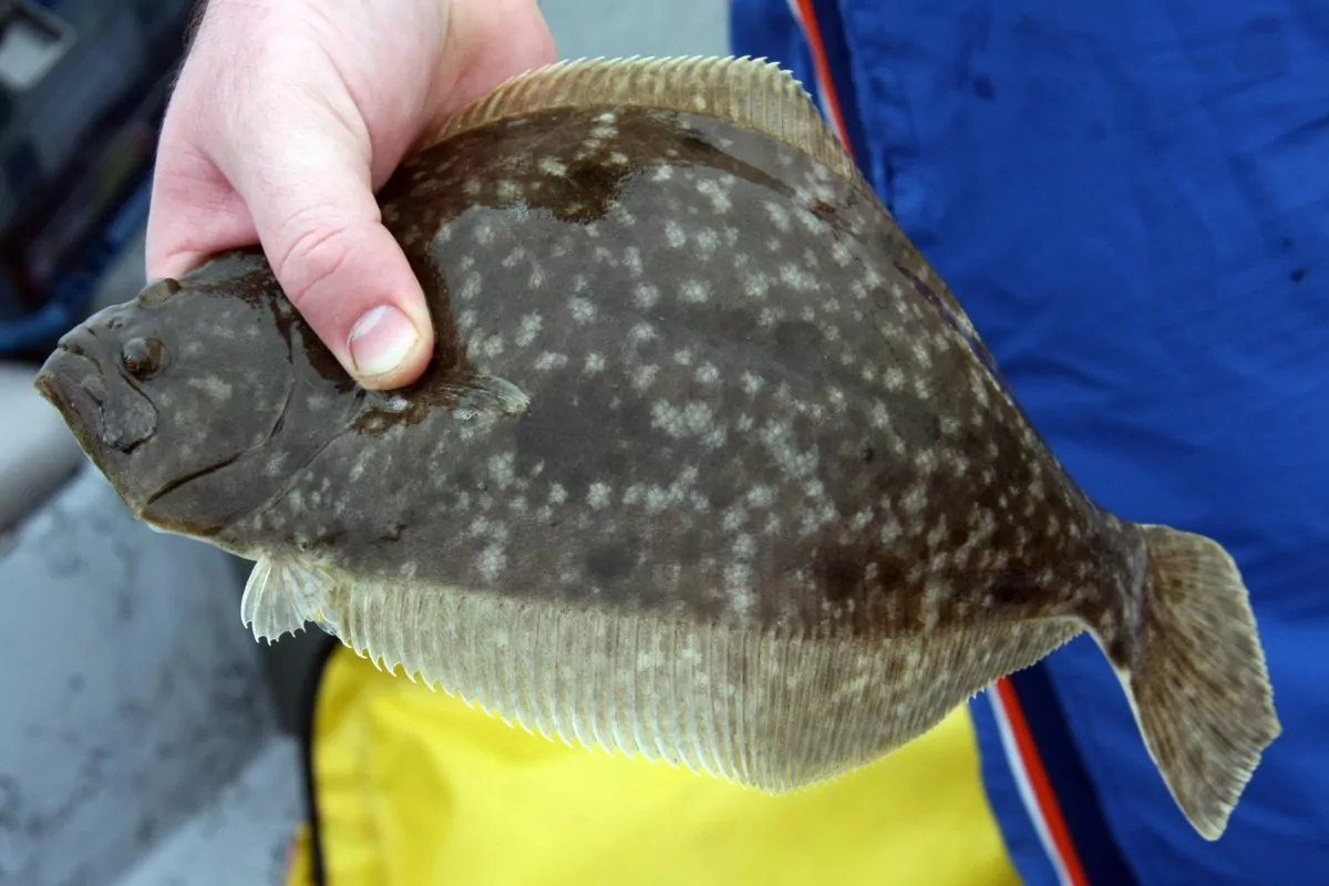 What Does Fluke Taste Like? Does Fluke Taste Good?