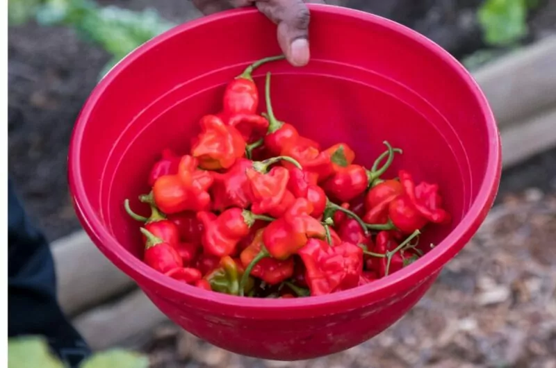 6 Best Peppadews Peppers Substitutes